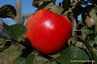 RIM's Strawberry apple