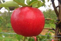 Rim Evercrisp apple