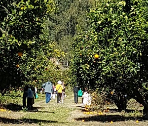 Cedar Farm PYO Oranges Dooralong