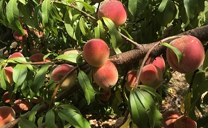Peach Festivals in Texas in 2023: Where, When and More to Find a Peach