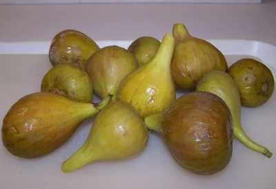 Figs