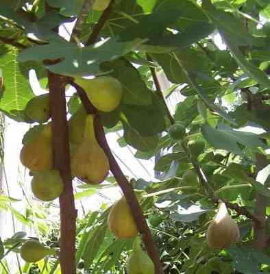 Figs, in a fig tree