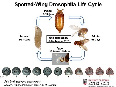 Spotted Wing Drosphila lifecycle