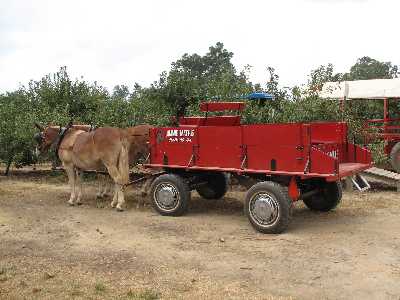 horse drawn hay wagon to the orchard