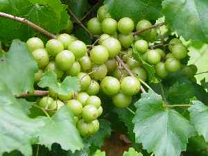 muscadines