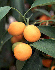 kumquats for use in this jam recipe