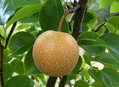 Asian pear