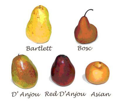 Discover 11 Different Types of Pears: Taste Profiles and Best Uses