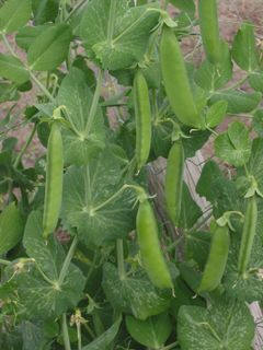 How to freeze peas and other peas from your ... - PickYourOwn.org