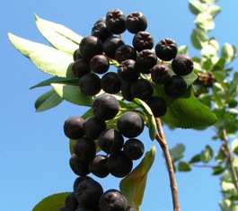 Aronia berries, aka Chokecherry