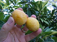 Loquats