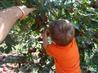 https://pickyourown.org/photosstd/applepicking.png