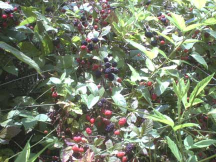 British Columbia Blackberry U-Pick Orchards in