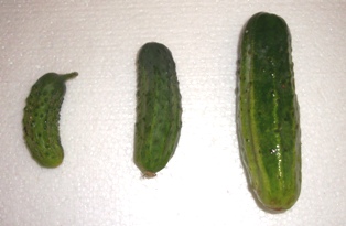 gherkins - choosing cucumbers to make sweet pickled gherkins