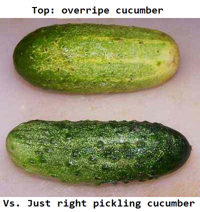 Pickling cucumbers - good vs. overripe