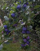 Damson plums