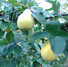 quince - on the tree