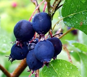 BUL866 Growing Saskatoons in the Inland Northwest and Intermountain West