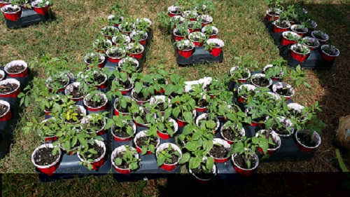 Seedlings ready to plant
