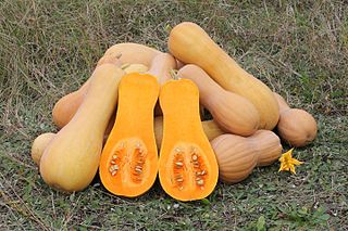 Photo of buttercup squash