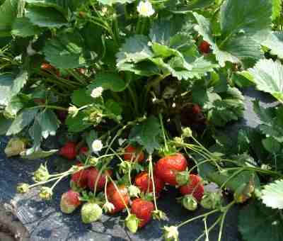 Sttawberry bush with ripe strawberries, up close