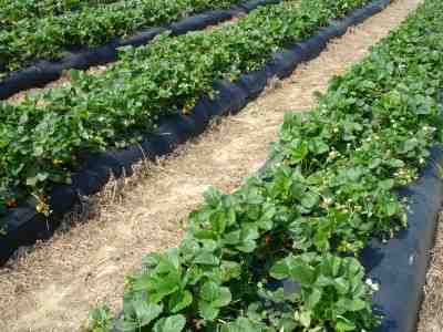 close-up of the rows in a strawberry patch at at PYO strawberry field