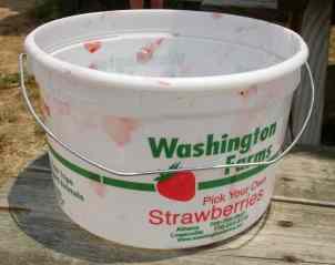 strawberry picking bucket from Washington Farms