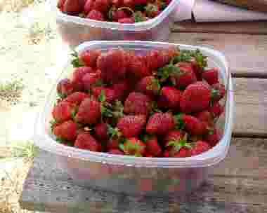 strawberries, just picked from the field
