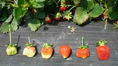 strawberries shown in different stages of ripeness