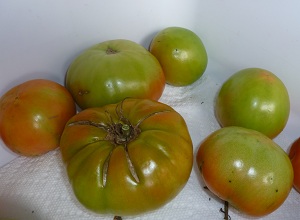 tomatoes