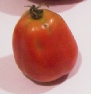 https://pickyourown.org/tomatoes/tm%20paste%20tomato.jpg